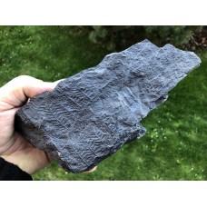 Senftenbergia plumosa